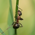 Macro fourmis chalet - 027